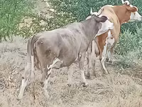گاو ماده, Latvian Blue cattle — عکس 4