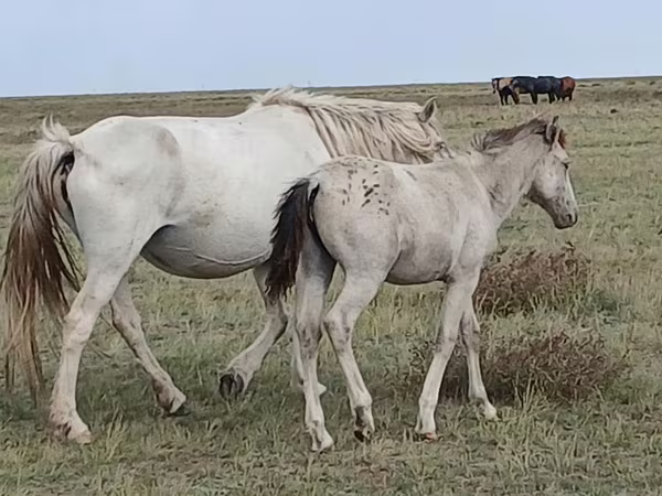 Klisna, Kazakh horse