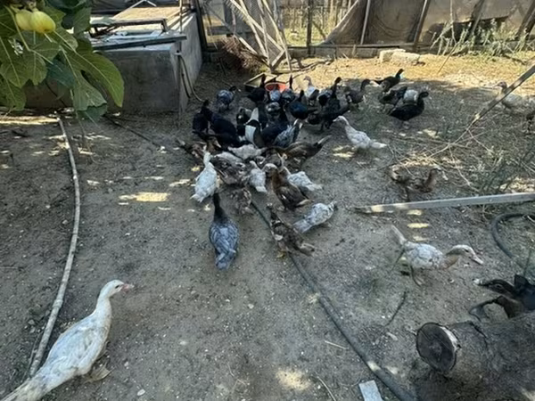 Ducks