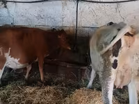 गाय, जर्सी नस्ल — फ़ोटो 3
