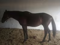 Hingst, Arabian horse — foto 7