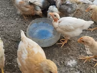 Chickens — foto 1