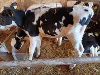 วัวตัวผู้, Russian Black pied cattle — รูปภาพ 1