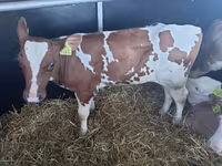گاو نر, Simmental cattle — عکس 2