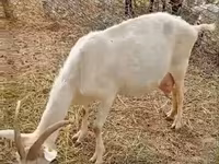 Ямаа, Saanen goat — 1 зураг