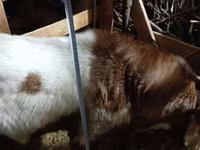 Taka, Nubian Goat — 4-rasm