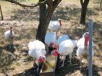 Turkeys — تصویر 3