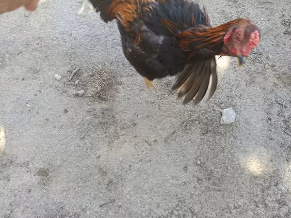Chickens