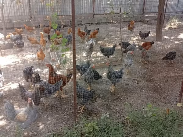 Chickens