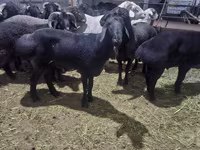 Beran, Hissar sheep — foto 1