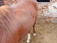 Άλογο, Horse breed — φωτογραφία 1
