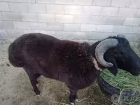 قوچ, گوسفند — عکس 1