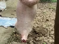 قوچ, گوسفند — عکس 5