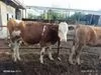 Bò đực, Simmental cattle — ảnh 7