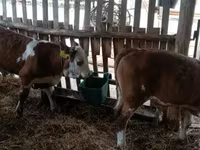 Býk, Simmental cattle — foto 4