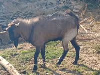 Koza, Kozy — foto 3