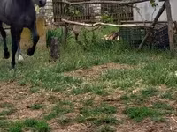 Pastuv, Lipizzaner — fotografija 1
