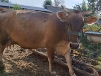گائے, Swiss cattle — تصویر 1