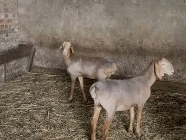भेड़, Hissar sheep