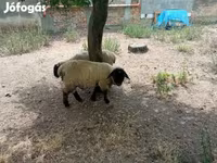 แกะตัวผู้, White Suffolk sheep — รูปภาพ 8