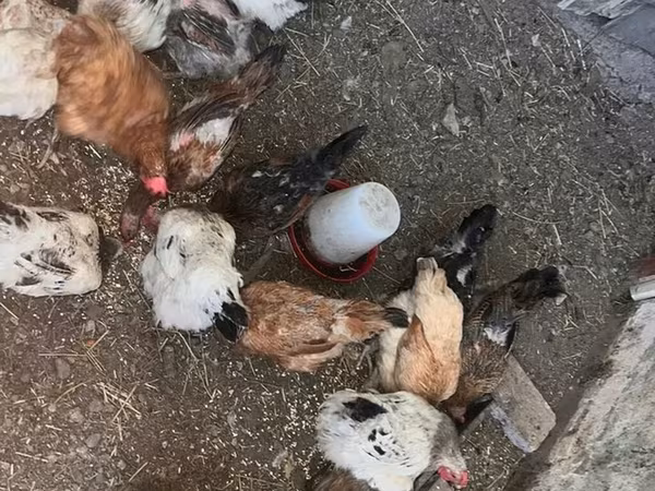 Araucana