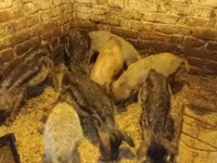 Babi hutan, Мангалица — foto 2