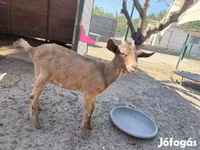 Bok, Geiten — foto 4