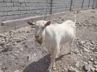 بز نر, Saanen goat — عکس 2