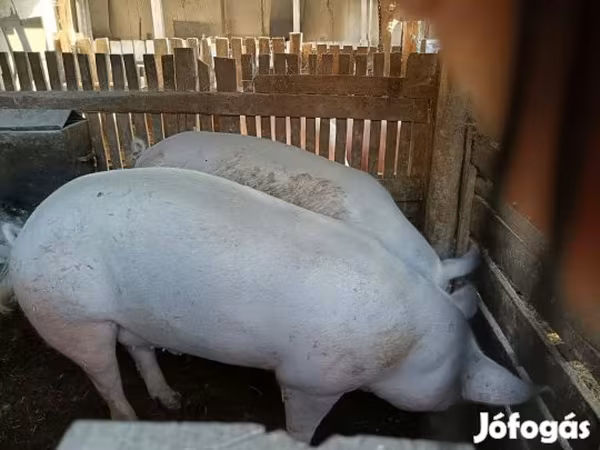 Babi hutan, Pigs