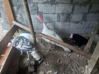Turkeys — foto 1
