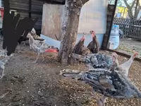 Turkeys — 2 зураг