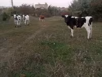 گاو نر, Russian Black pied cattle — عکس 1