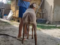 Beran, Edilbay sheep — foto 5