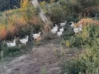 Chickens — foto 7