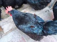 Australorp — foto 4