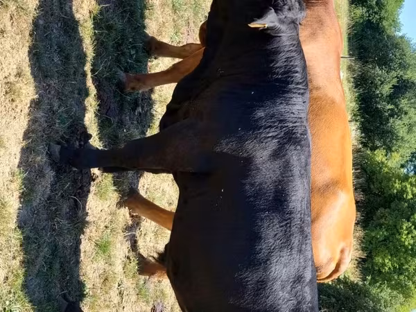 Bulle, Rinder