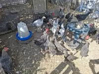 Chickens — 照片 5