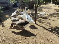 Geese — zdjęcie 3