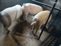 मादा सूअर, Ландрас — फ़ोटो 3