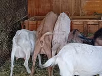 बकरी, Saanen goat — फ़ोटो 4