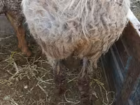 雄羊, Rhon sheep — 写真 2