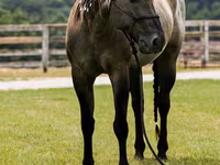 Horse (M), Quarter Horse — photo 8