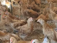 Chickens — புகைப்படம் 3