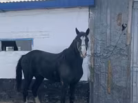 حصان, Kazakh horse — الصورة 3