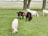Κατσίκα, Saanen goat — φωτογραφία 7