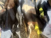 Sapi (batch, jenis kelamin tidak disebutkan), Russian Black pied cattle — foto 3