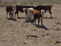 گاو ماده, Latvian Blue cattle — عکس 2