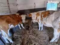 Krava, Simmental cattle — foto 3