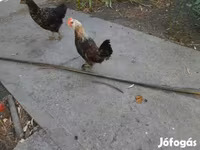 Chickens — Foto 4