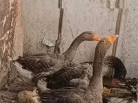 Geese — foto 1